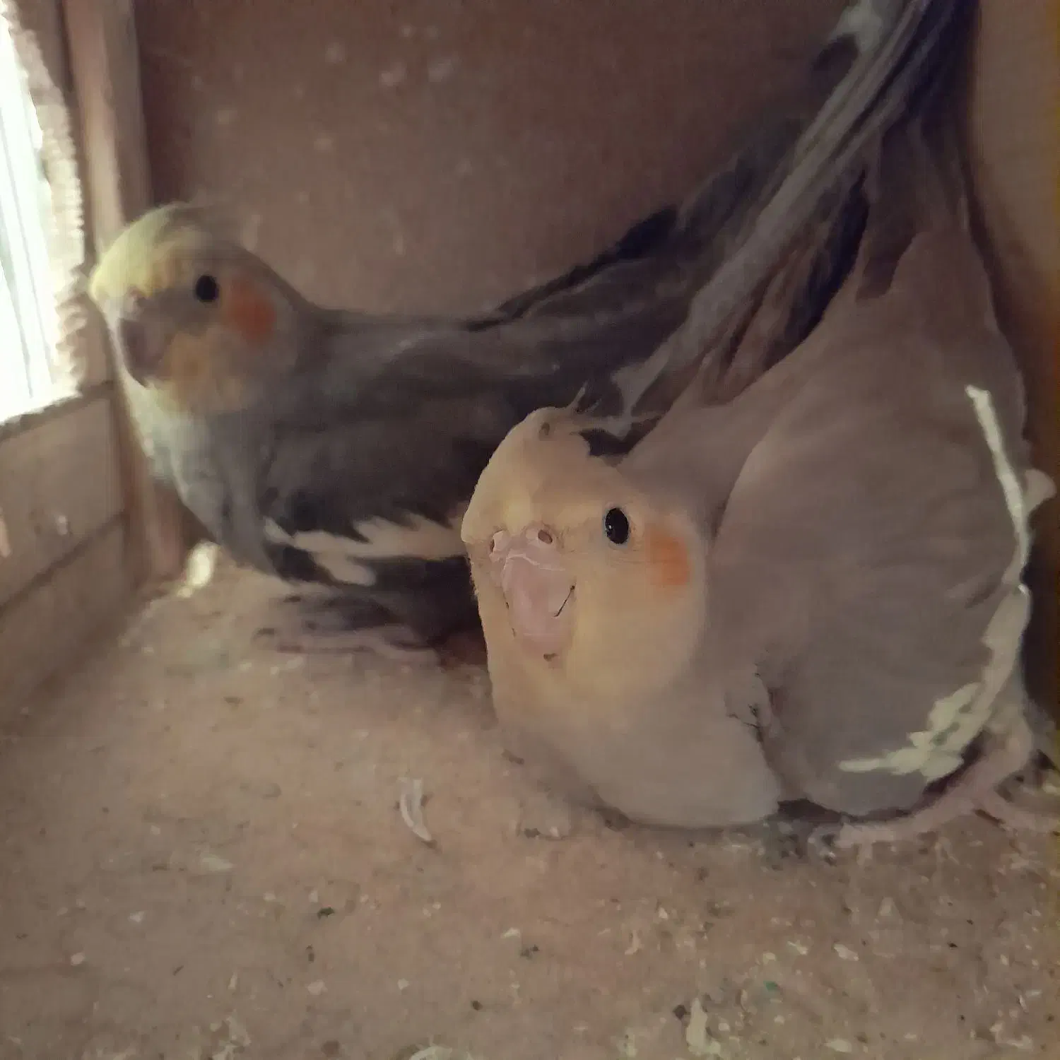 یک جفت عروس هلندی سالم|پرنده|فردیس, فرامرزیه|دیوار