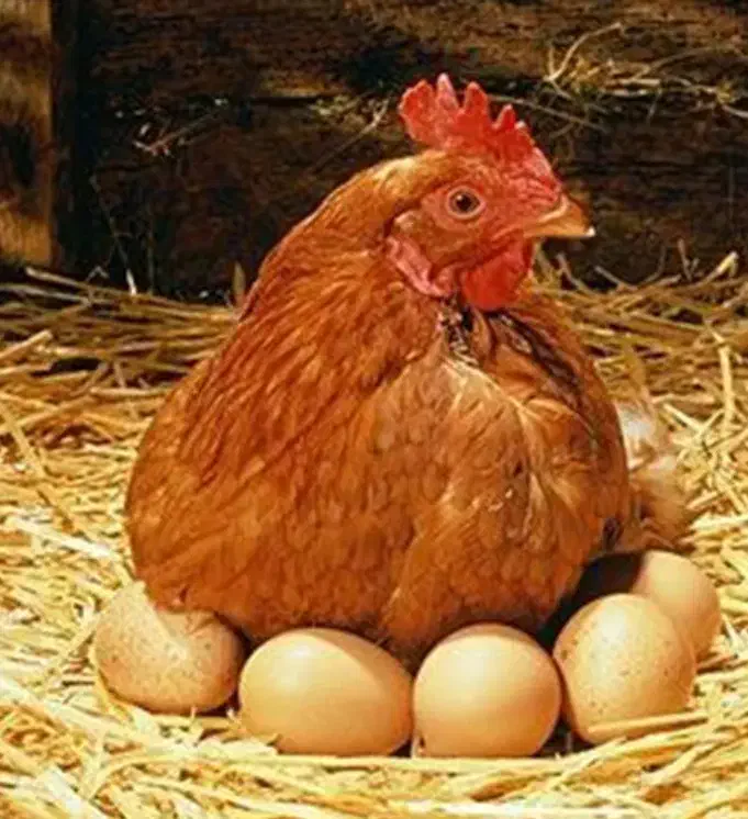 پرندگان|پرنده|دینور, |دیوار