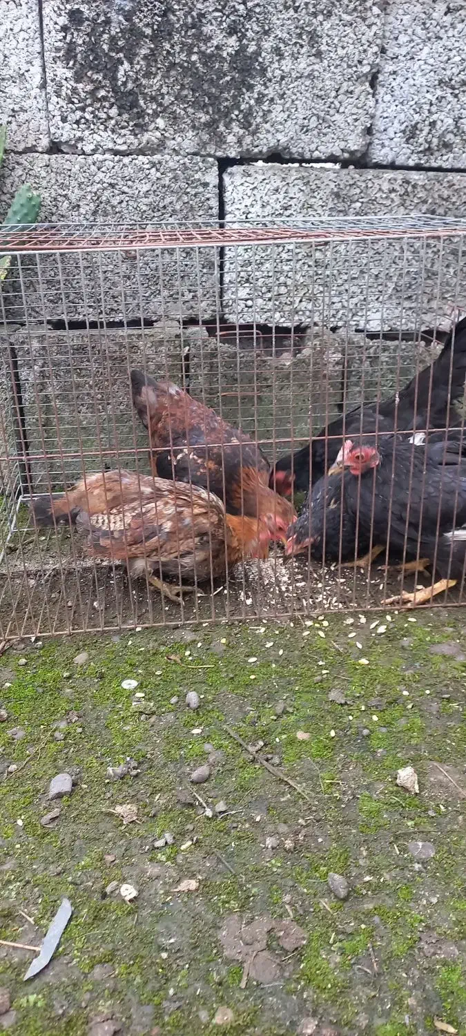 مرغ خروس بالغ ، جوجه ۵ ماهه جاپنیز پاکوتاه|حیوانات مزرعه|رشت, حومه رشت|دیوار