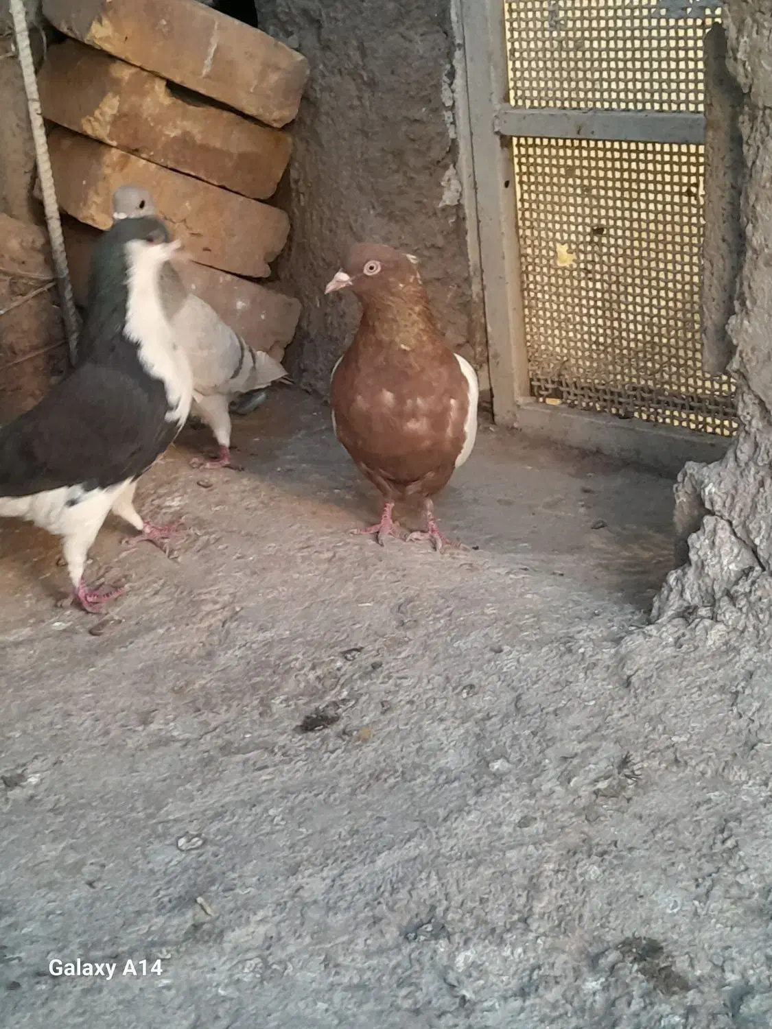 کبوتر|پرنده|رفسنجان, |دیوار