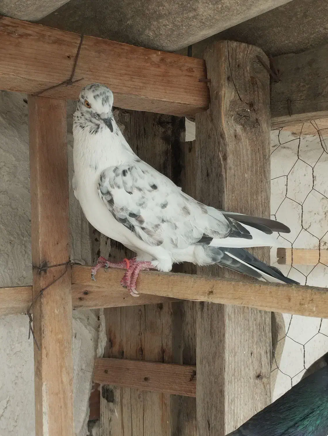 تعدادی کبوتر پرشی کفتر جوجه|پرنده|بندر ترکمن, |دیوار