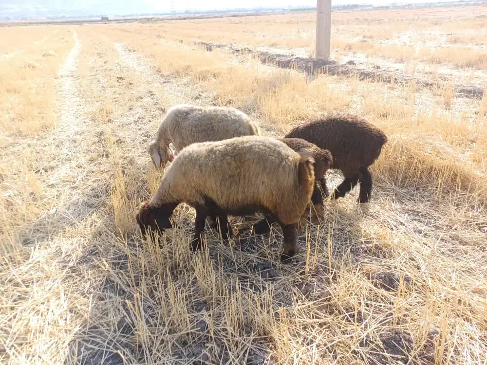 فروش نقدی|حیوانات مزرعه|رستم, |دیوار