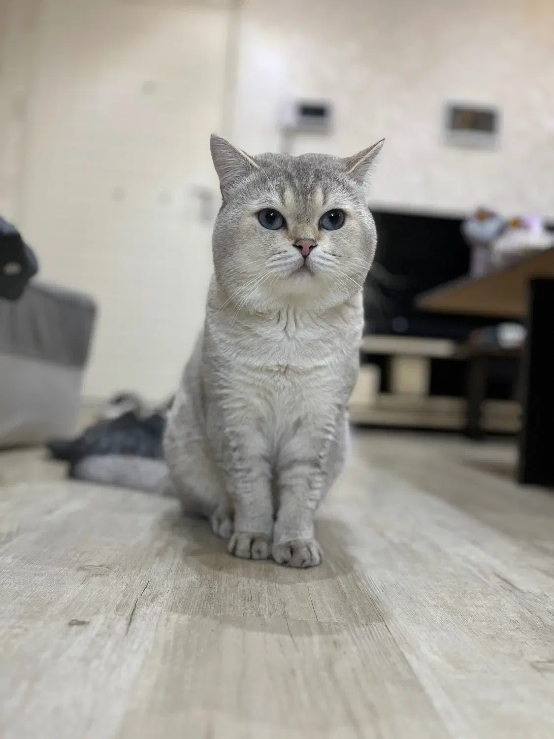 بچه گربه بریتیش اسکاتیش|گربه|کرج, گوهردشت|دیوار