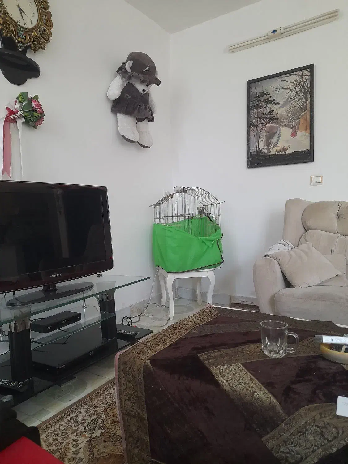 عروس هلندی|پرنده|بندر گز, |دیوار