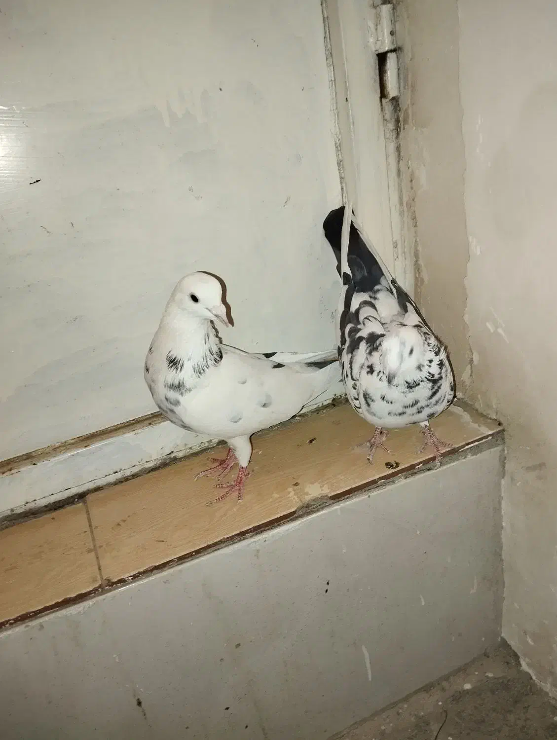 کبوتر نر و ماده|پرنده|سنندج, |دیوار