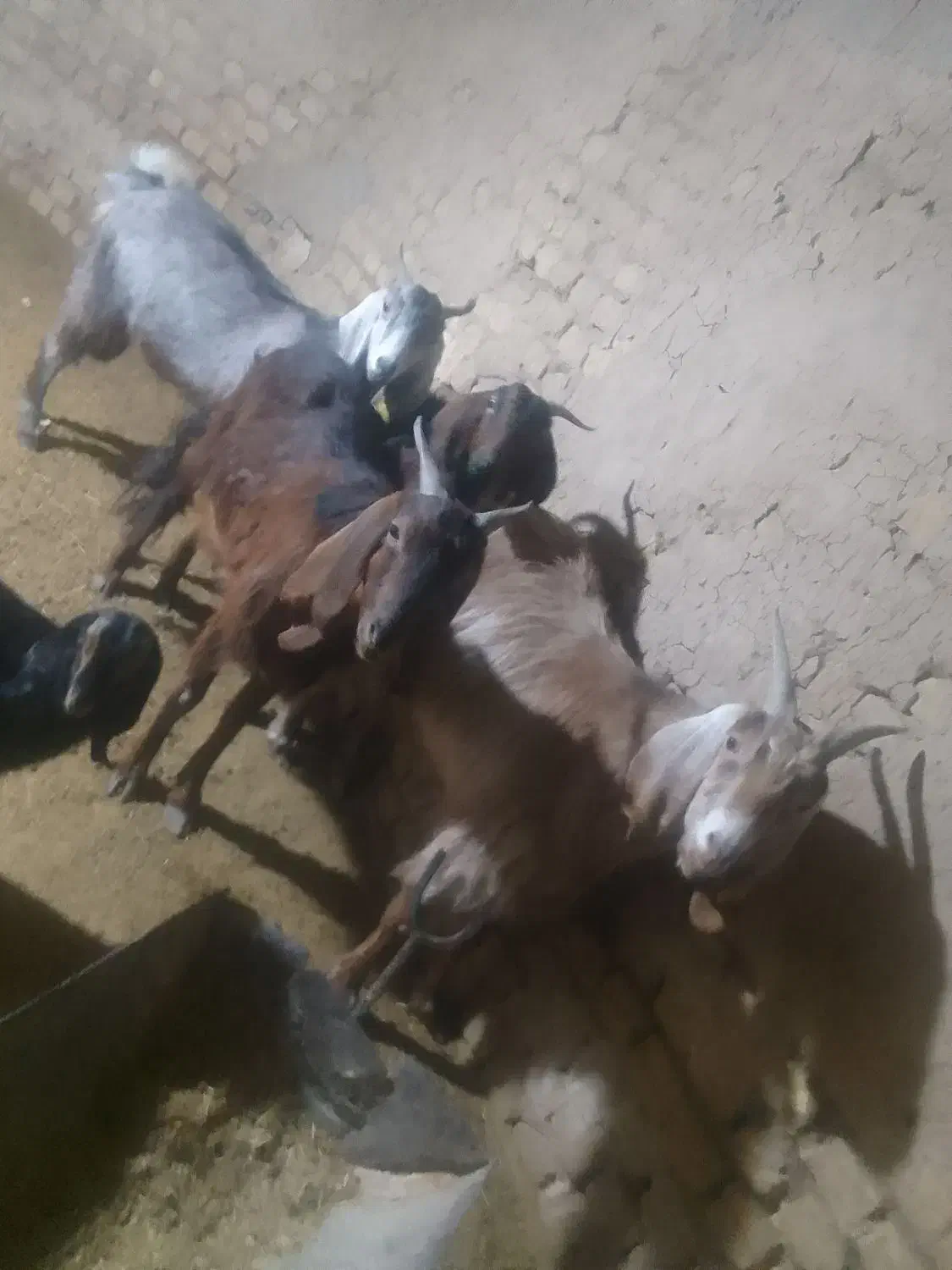 بز افغان|حیوانات مزرعه|رباطکریم, شهرک صنعتی پرند|دیوار