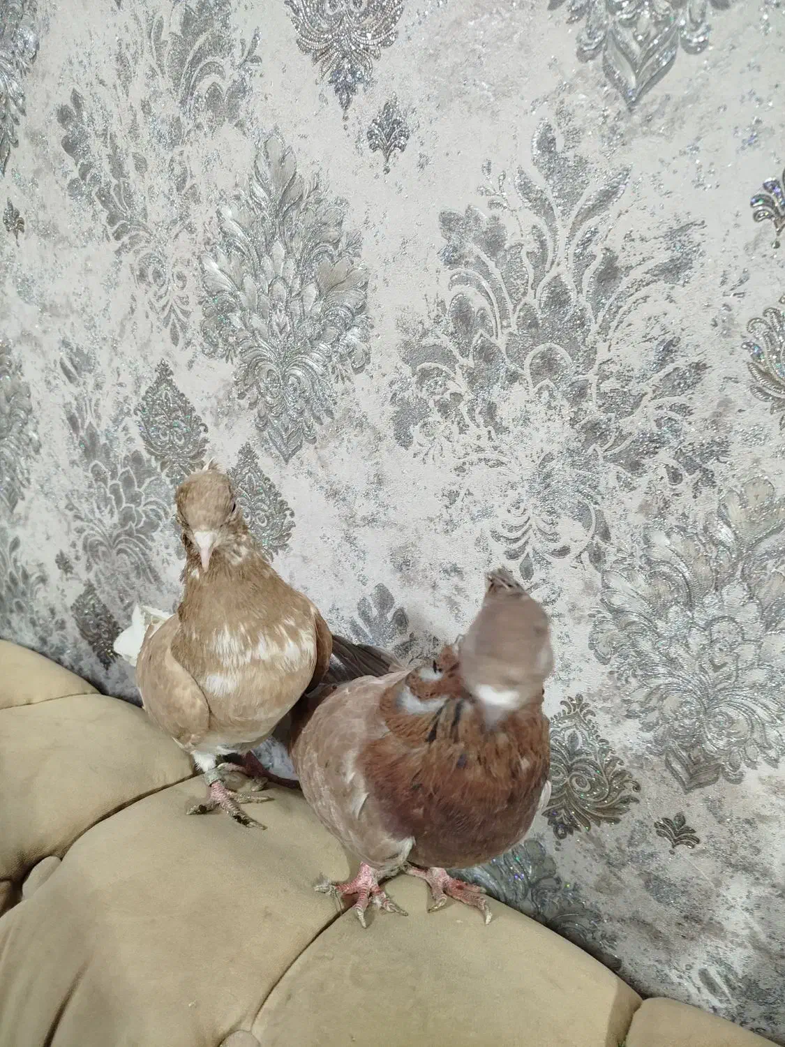 کبوتر ماده|پرنده|نوشین شهر, |دیوار