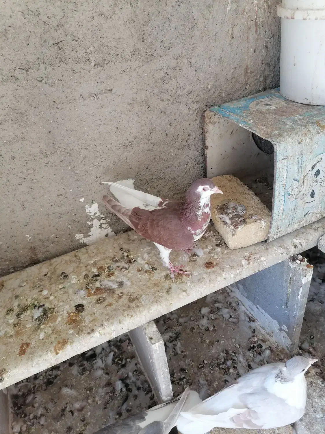 کبوترها همه سالم به شرط تخم و جوجه|پرنده|سبزوار, شهرک جهاد|دیوار