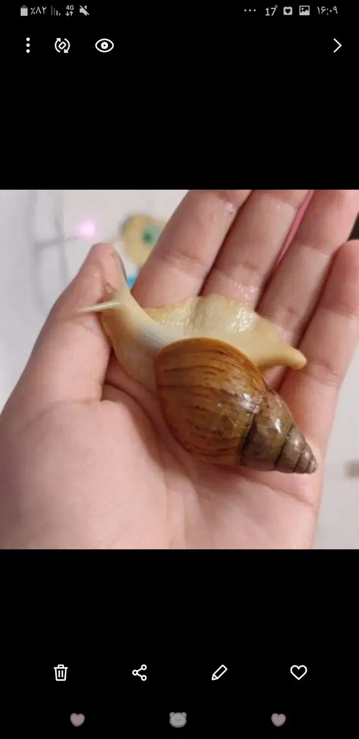 حلزون اقتصادی (اطلاعات داخل آگهی )|خزنده|اراک, |دیوار