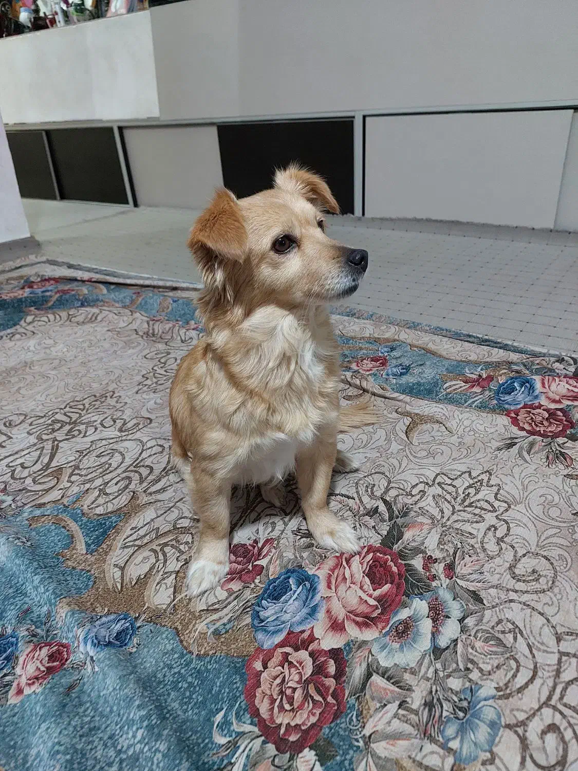 سگ پاکوتاه خانگی|سگ|بجنورد, |دیوار