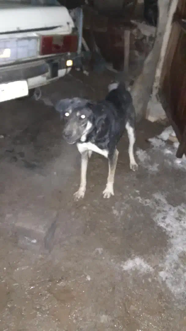 سگ نگهبان|سگ|بهار, |دیوار