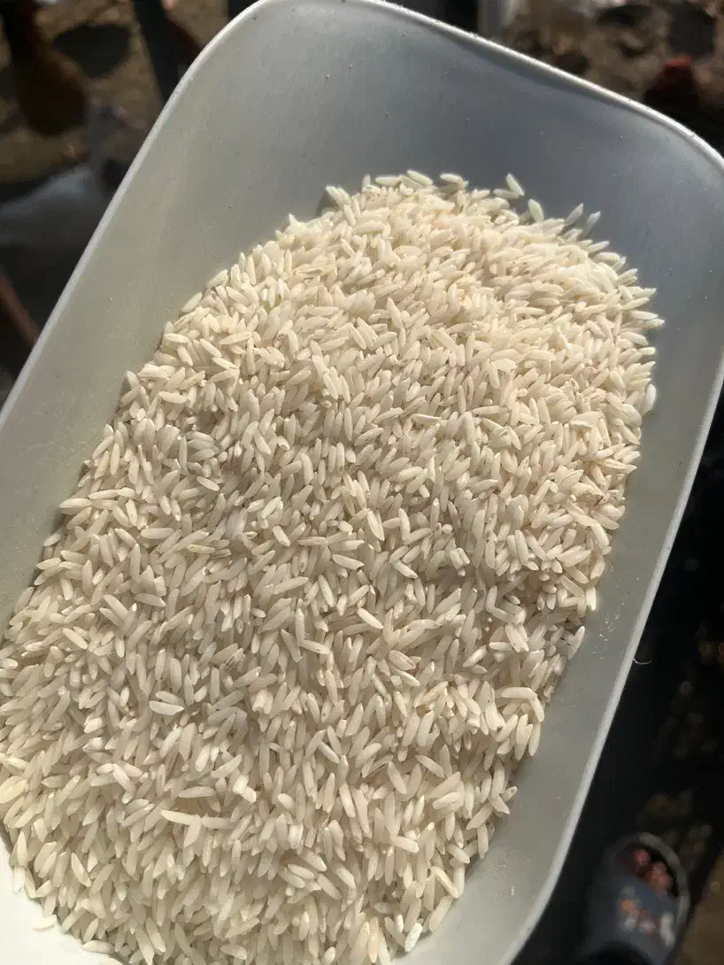 برنج طارم هاشمی گیلان|خوردنی و آشامیدنی|رشت, لاکان شهر|دیوار