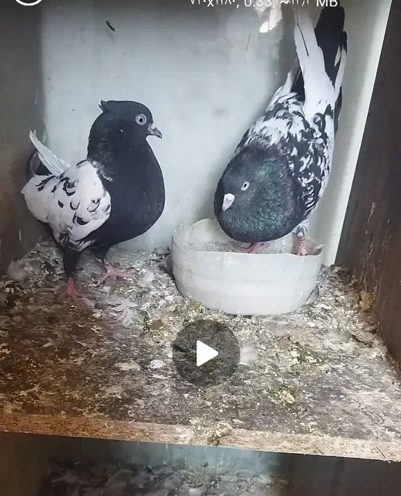 کفتر|پرنده|کرج, شهرک سهرابیه|دیوار