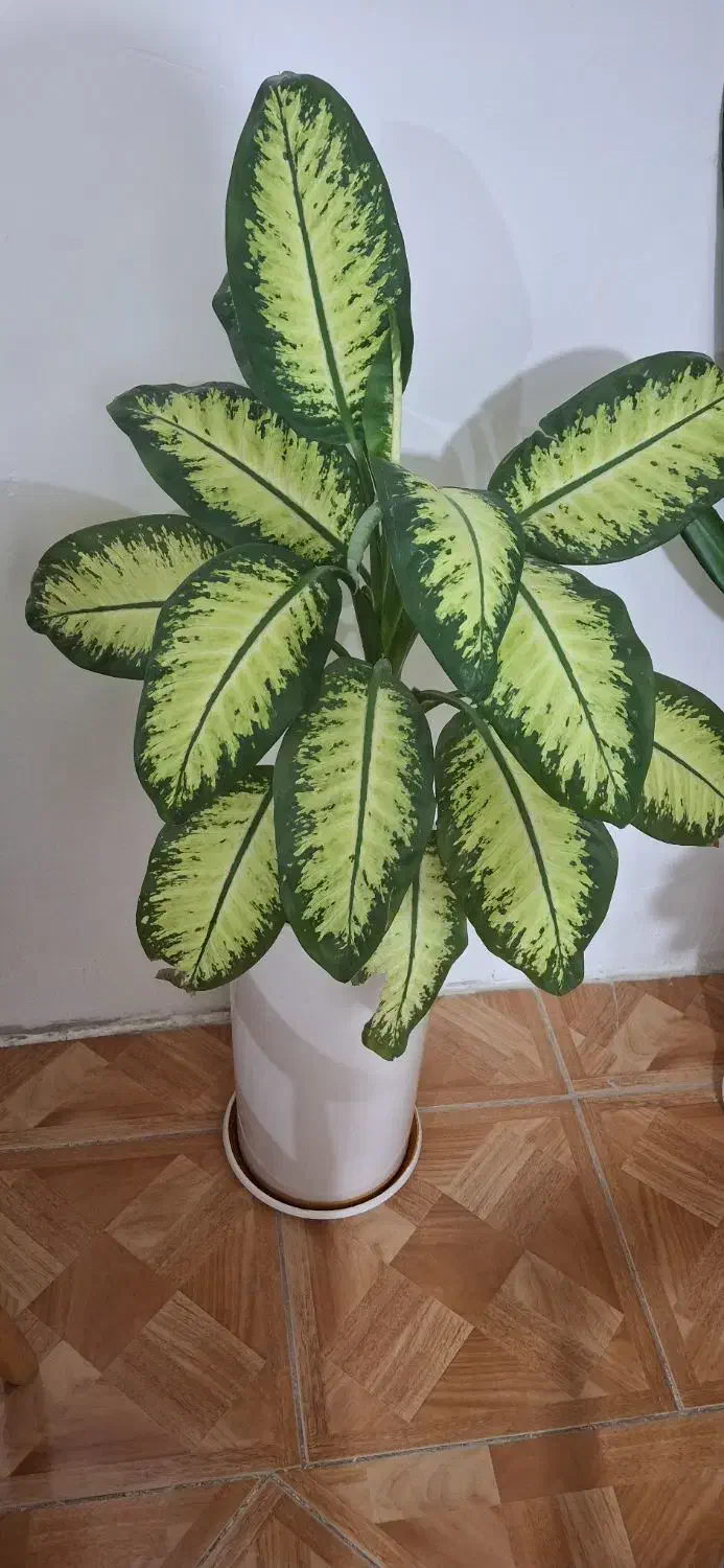 گل وگیاه طبیعی|گل و گیاه طبیعی|ایلام, |دیوار