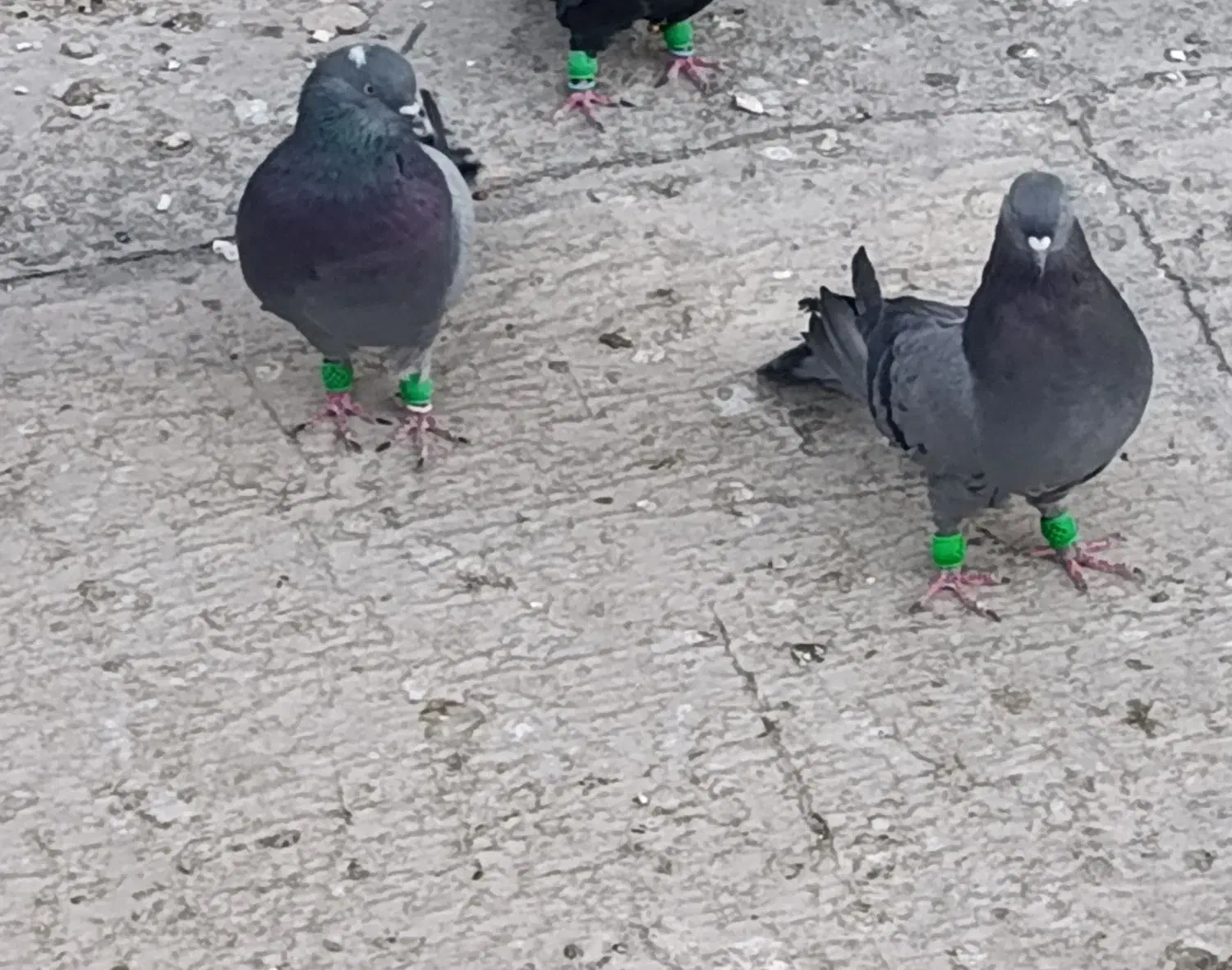 کبوتر اصفهانی|پرنده|پیر بکران, |دیوار