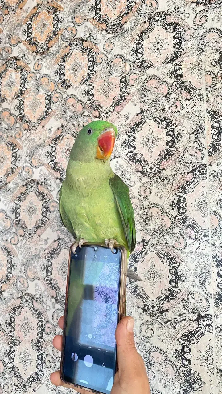 شاه طوطی نر|پرنده|مراغه, |دیوار