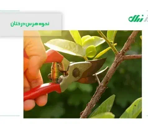 هرس درخت|خدمات باغبانی و درختکاری|اهر, |دیوار