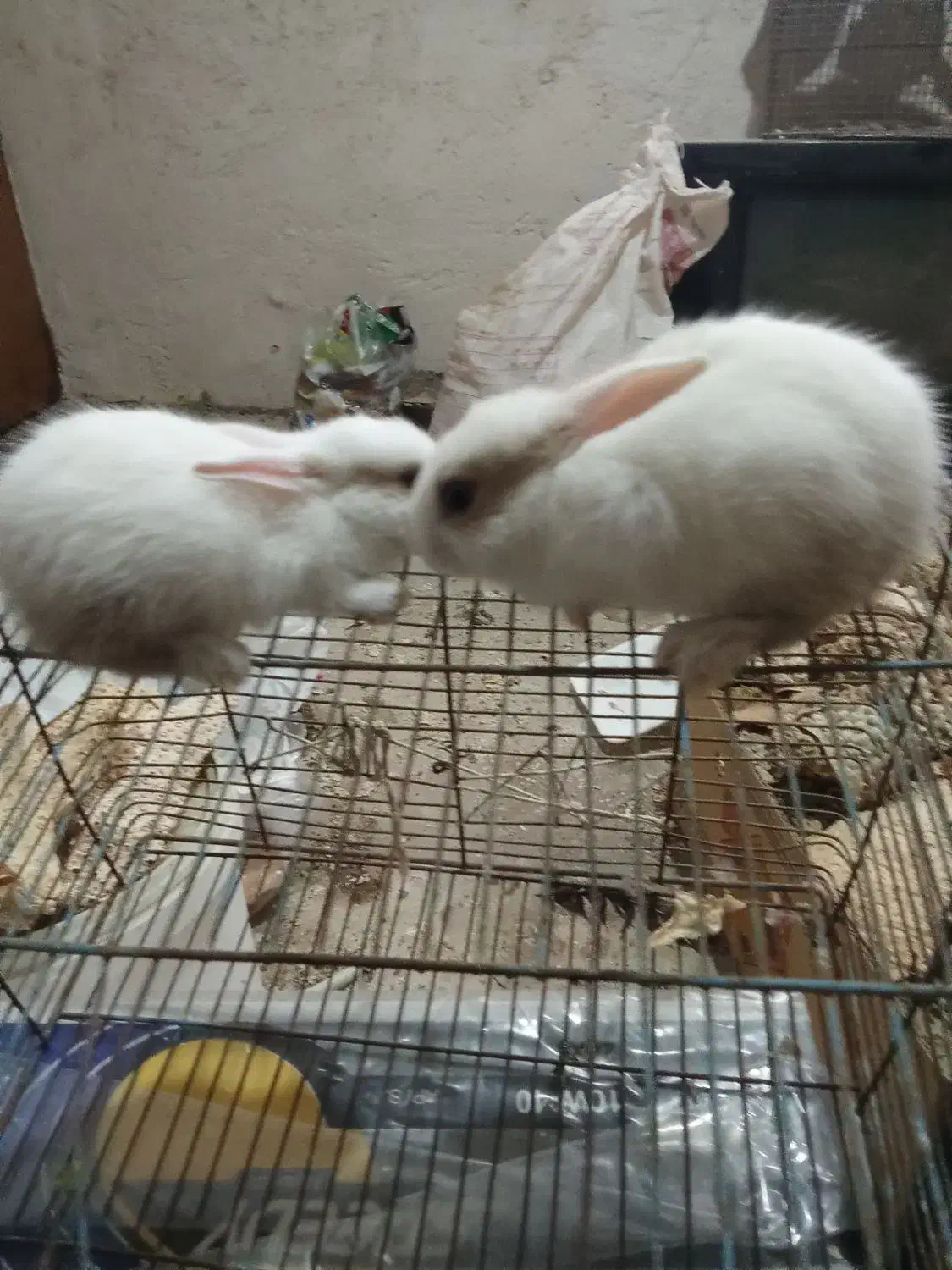 خرگوش|موش و خرگوش|بوشهر, |دیوار