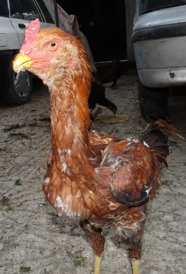 جوجه لاری|حیوانات مزرعه|کرمانشاه, |دیوار