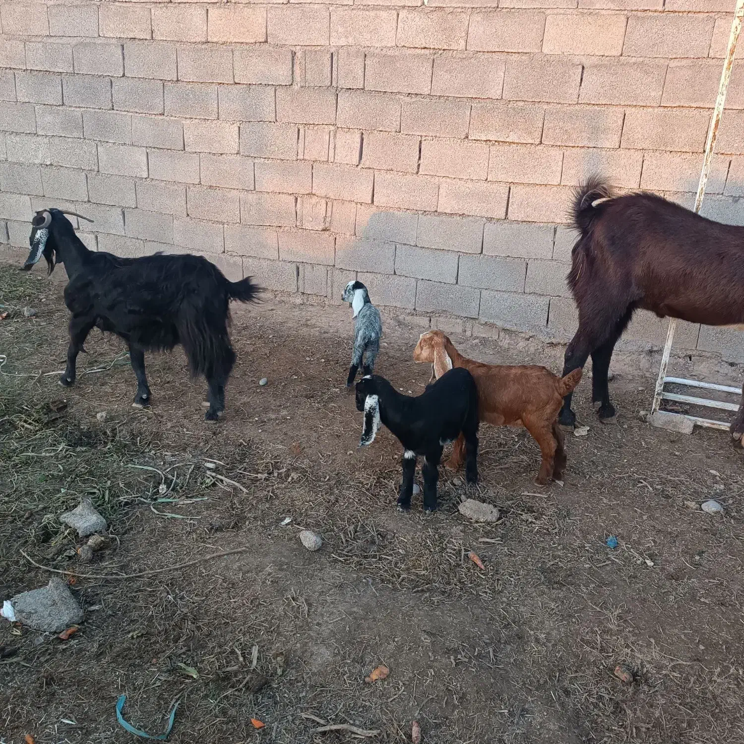 بز و بیگ|حیوانات مزرعه|دزفول, |دیوار