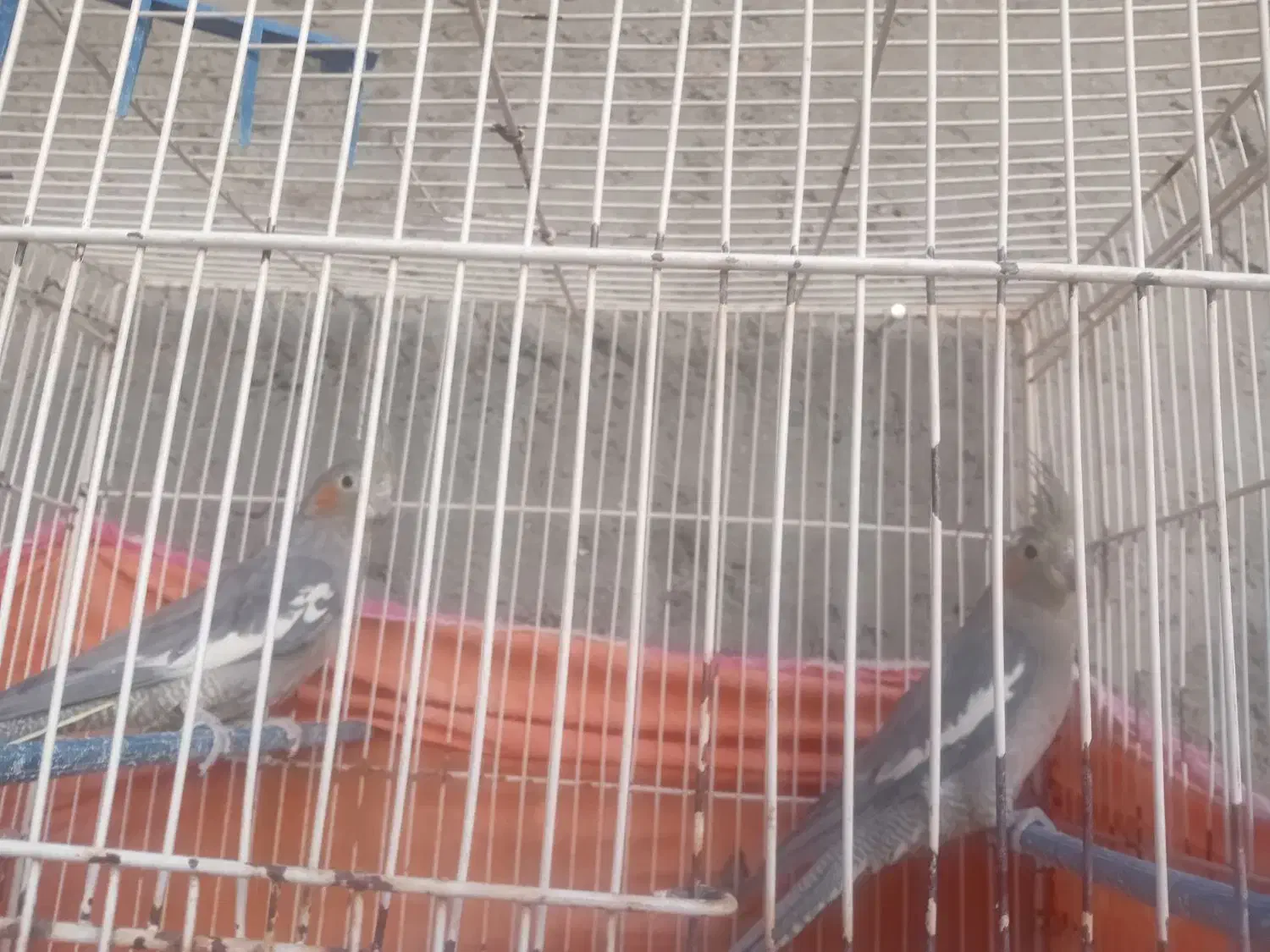 عروس هلندی ماده|پرنده|زاهدان, |دیوار