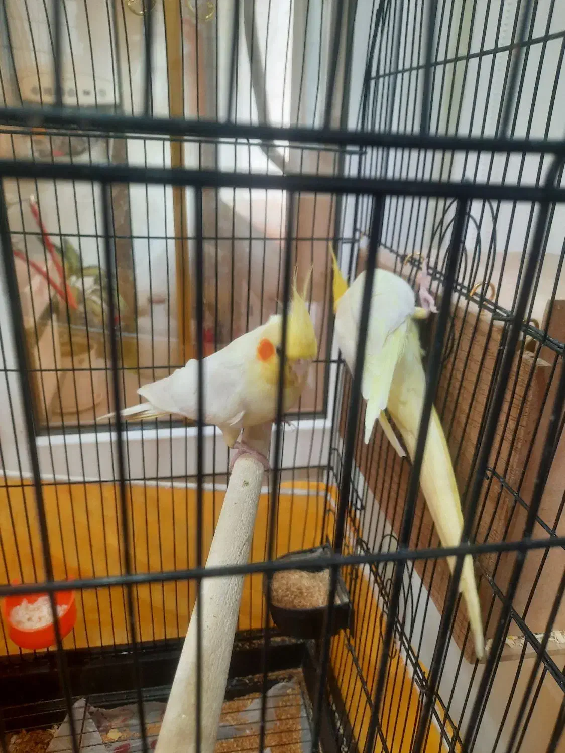 عروس هلندی لوتینو|پرنده|ری, فیروزآبادی|دیوار