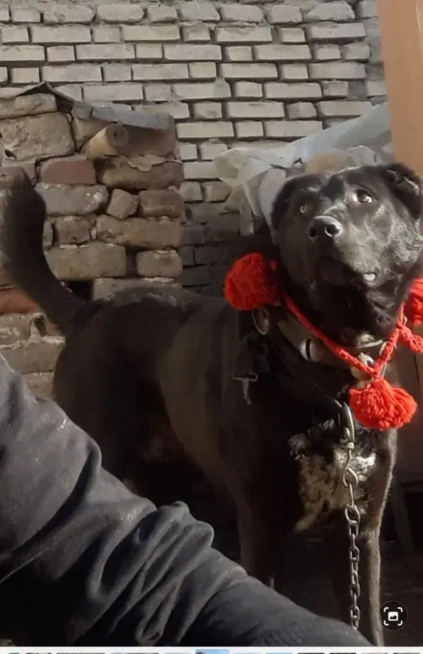 سگ افغان خوشتیپ به شرط همه چی|سگ|مشهد, همت آباد|دیوار