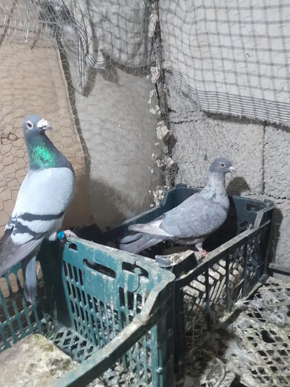 فروشی کبوتر فوری|پرنده|سراوان, |دیوار