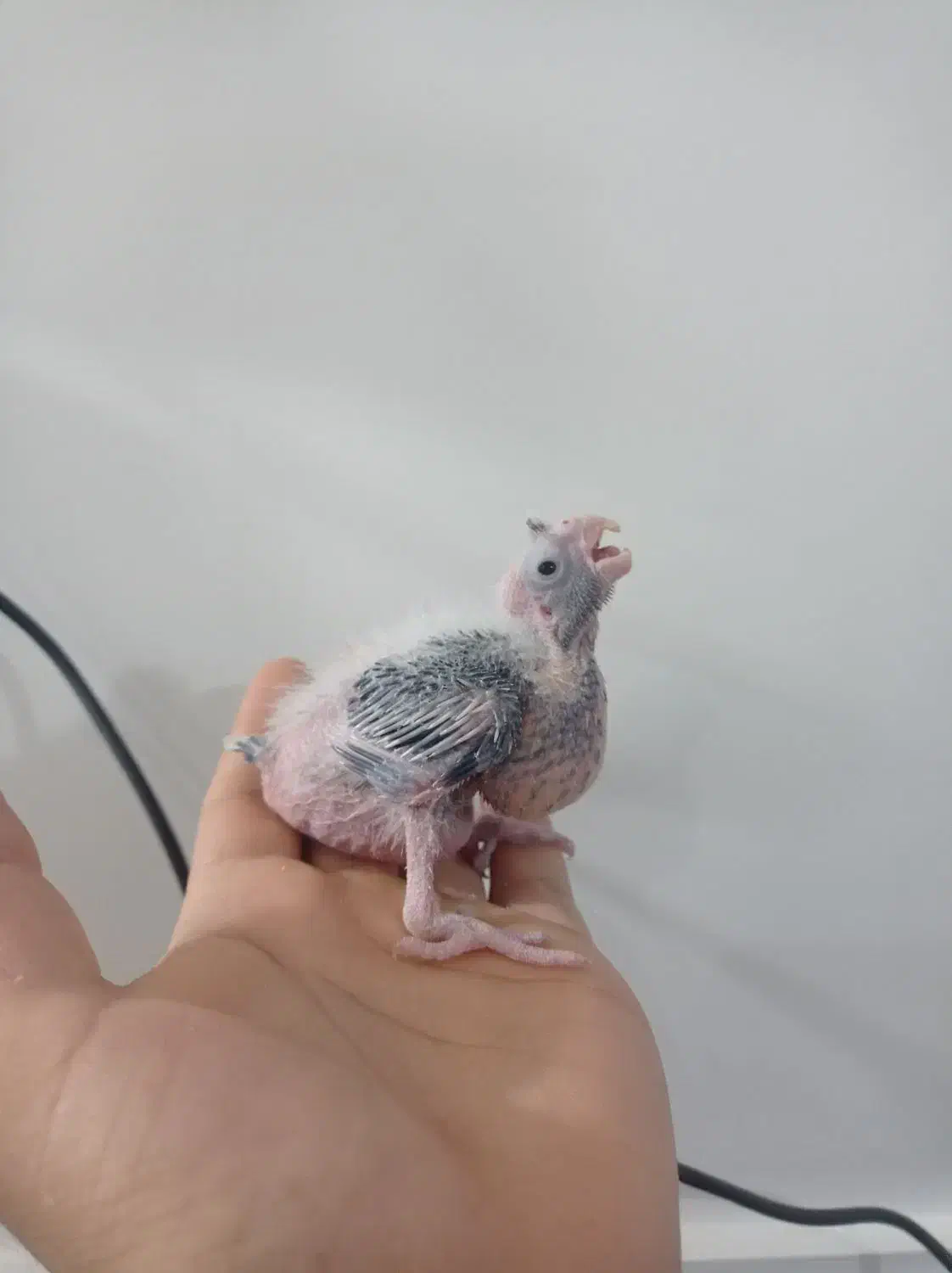 جوجه عروس هلندی|پرنده|زابل, |دیوار