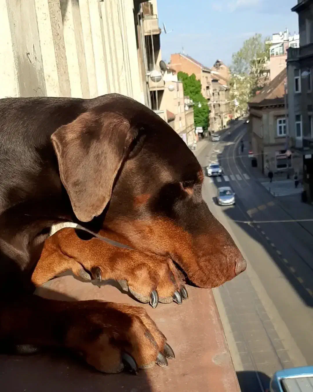 واگذاری دوبرمن مولد|سگ|زنجان, |دیوار