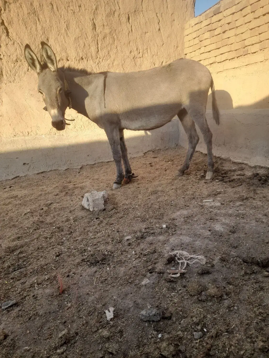 الاغ جوان وآرام|حیوانات مزرعه|رامند, |دیوار