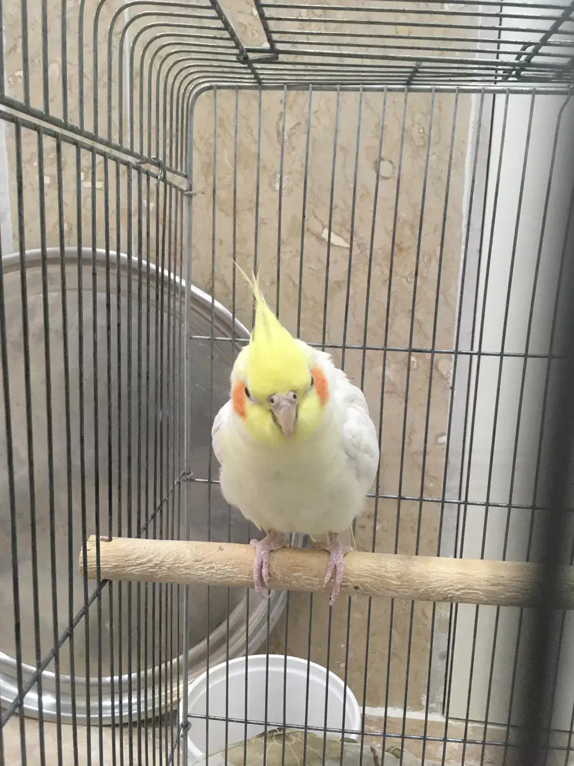 یک جفت عروس هلندی|پرنده|سبزوار, قصبه شرقی|دیوار