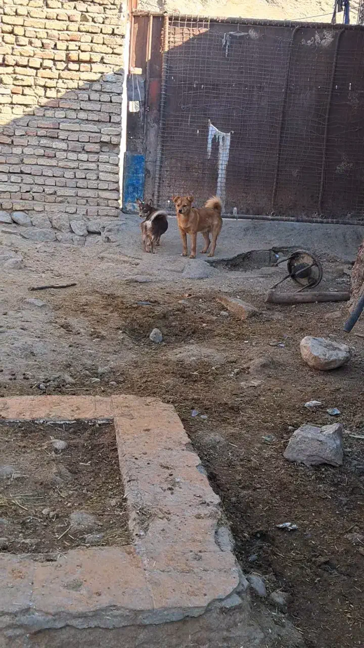 سگ پامر روباهی نر کبوتر مرغ|سگ|دره شهر, |دیوار