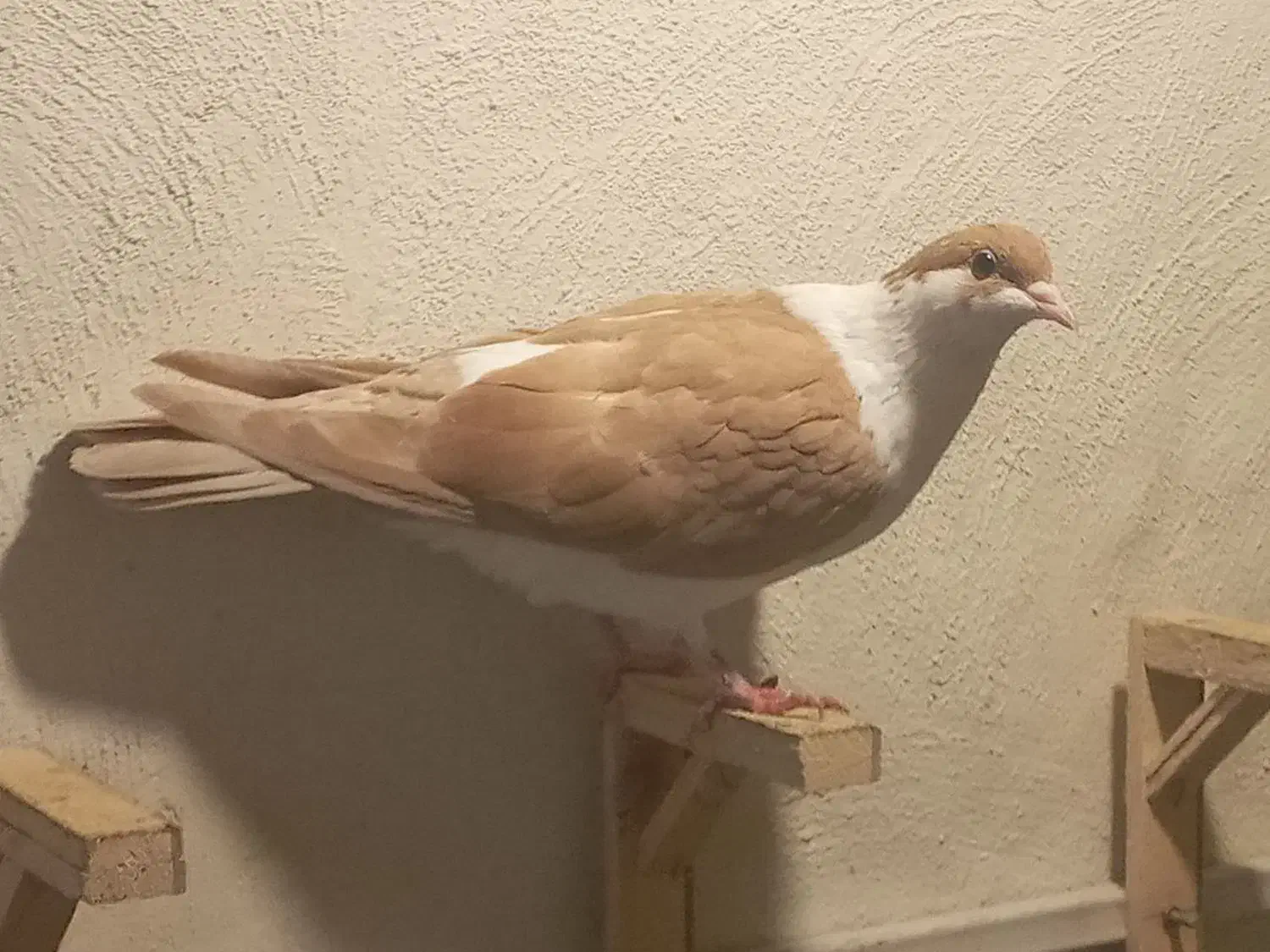 کبوتر|پرنده|مشهد, امیریه|دیوار