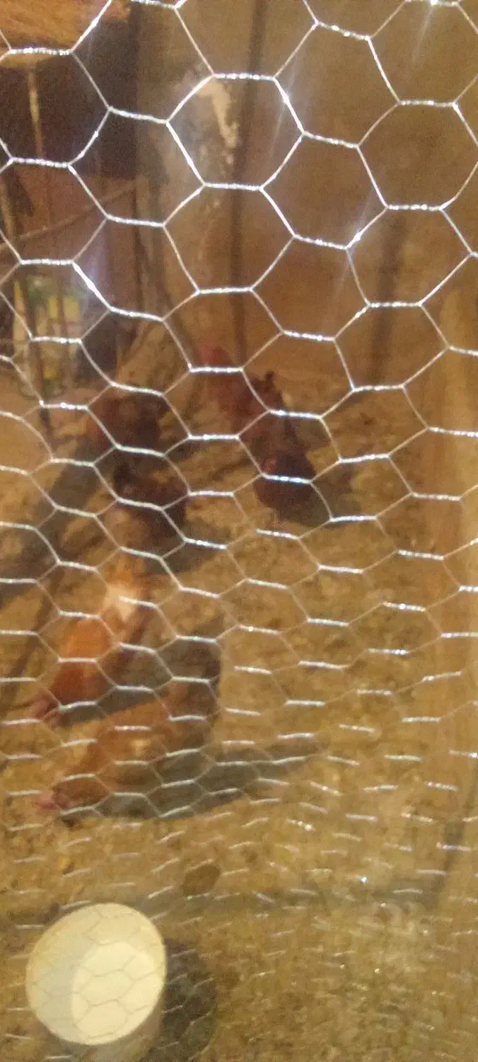 مرغ محلی تخم گذار|حیوانات مزرعه|زرین دشت (همدان), |دیوار