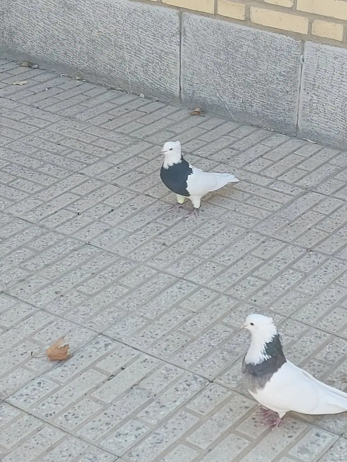 کبوتر طوقی|پرنده|فرخ‌شهر, |دیوار