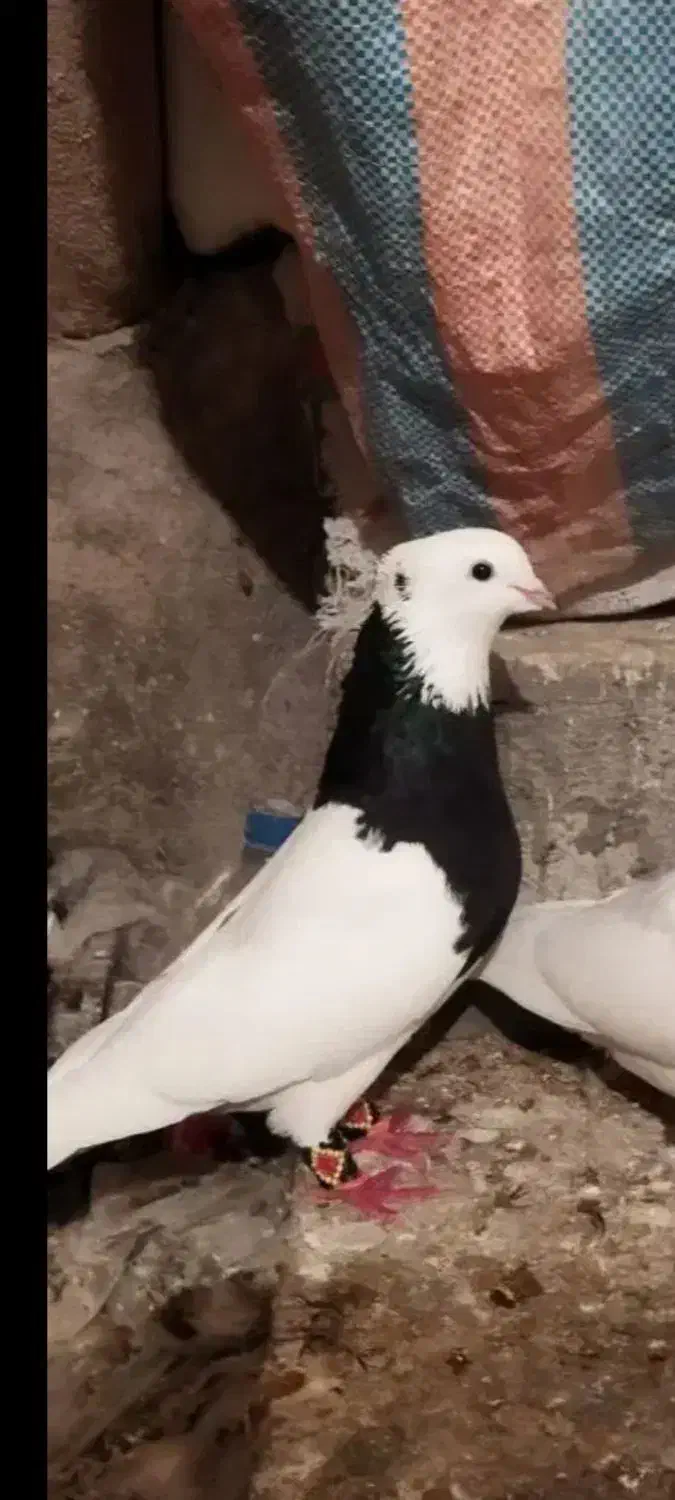 کبوتر|پرنده|نورآباد ممسنی, |دیوار