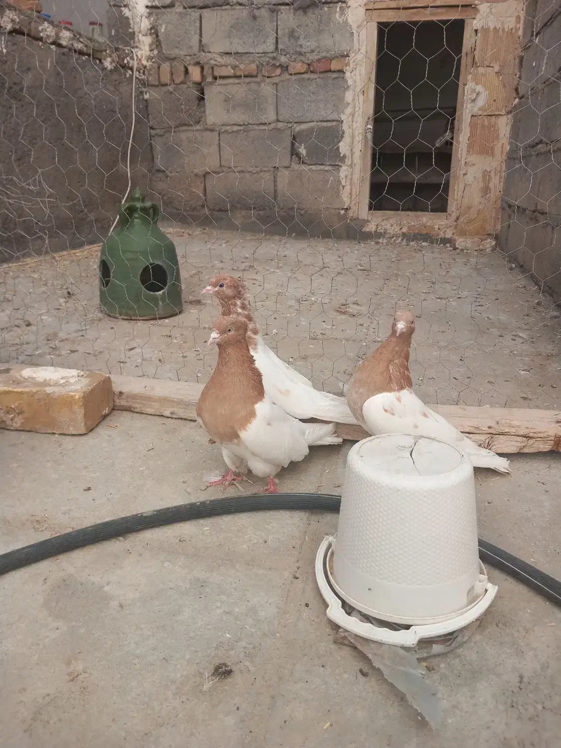 کبوتر کله زرد|پرنده|میانه, |دیوار