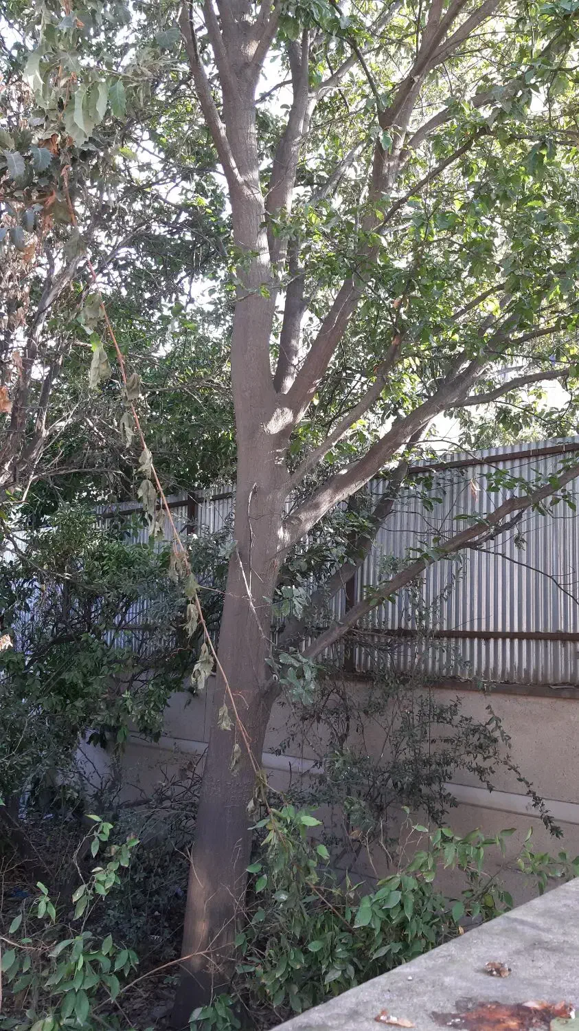 هرس درختان|خدمات باغبانی و درختکاری|گنبد کاووس, |دیوار