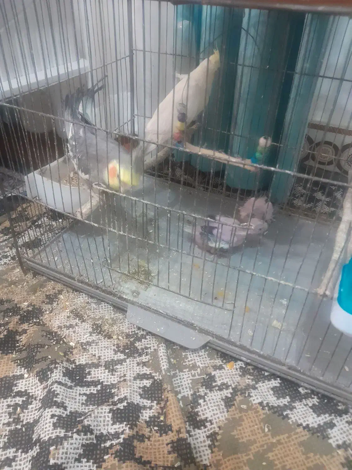 طوطی عروس هلندی|پرنده|فومن, |دیوار