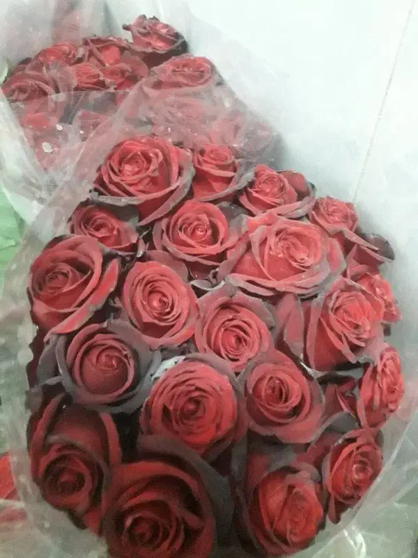 گل رز هلندی طبیعی|گل و گیاه طبیعی|رباطکریم, مسکن مهر آبشناسان|دیوار