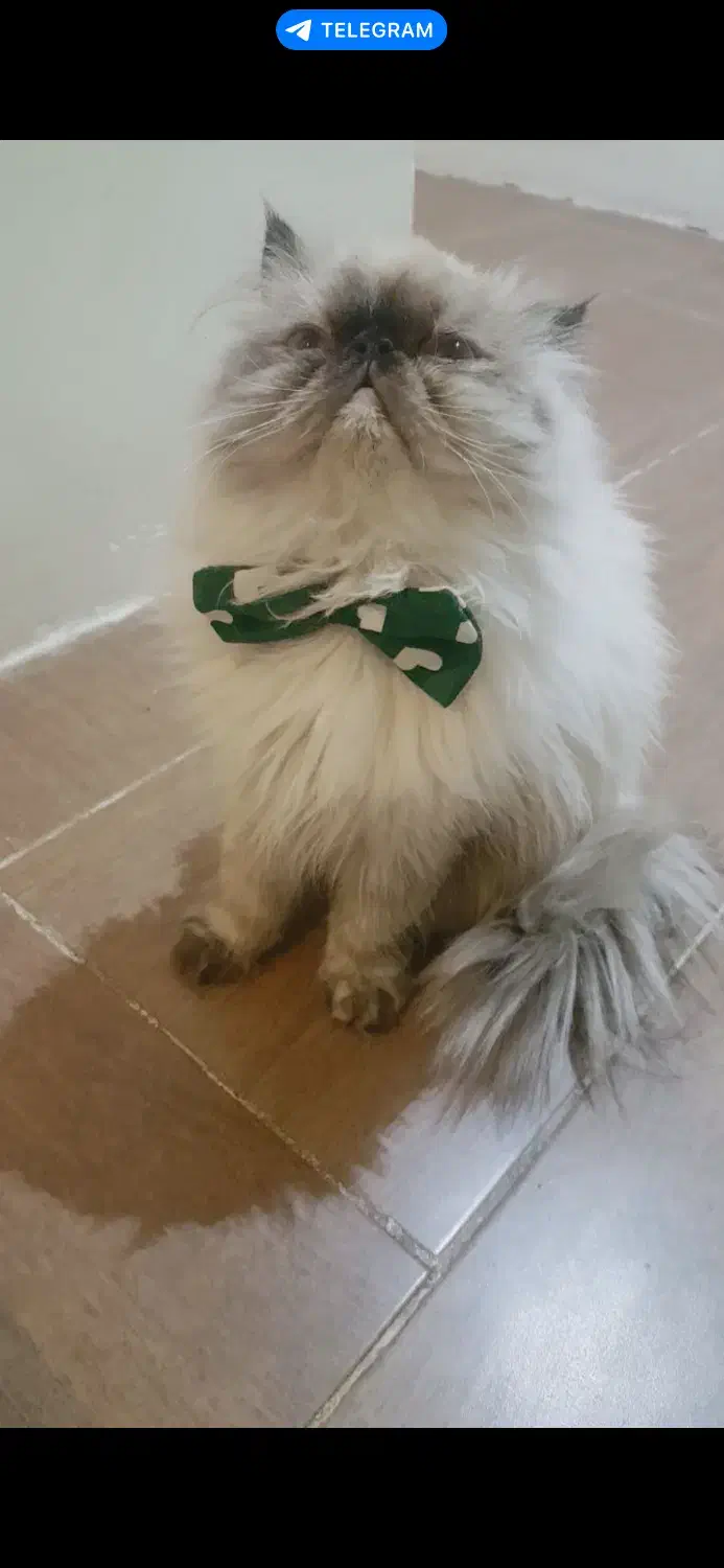 واگذاری گربه مولد پرشین/ اسکاتیش/ هیمالین|گربه|گنبد کاووس, |دیوار