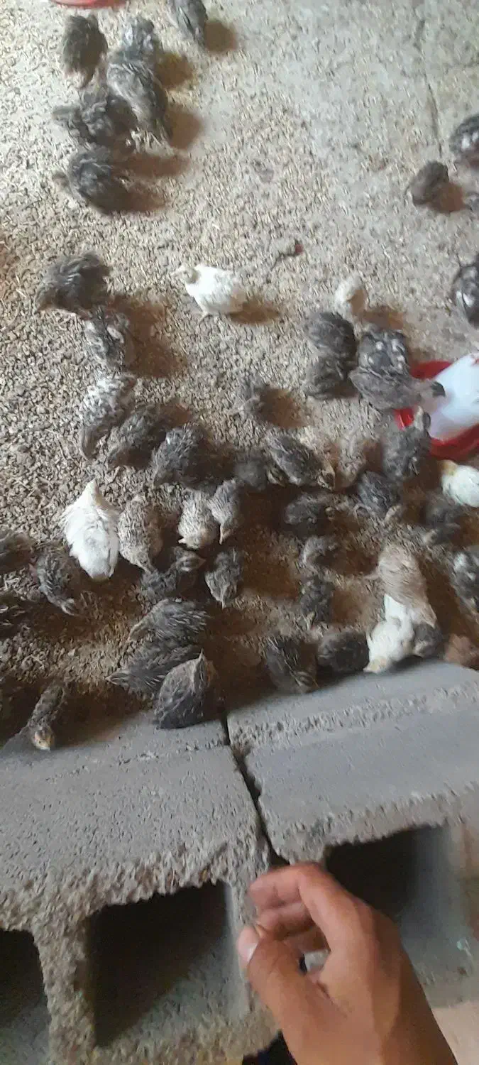 بلدرچین سرایان|حیوانات مزرعه|فردوس (خراسان), |دیوار