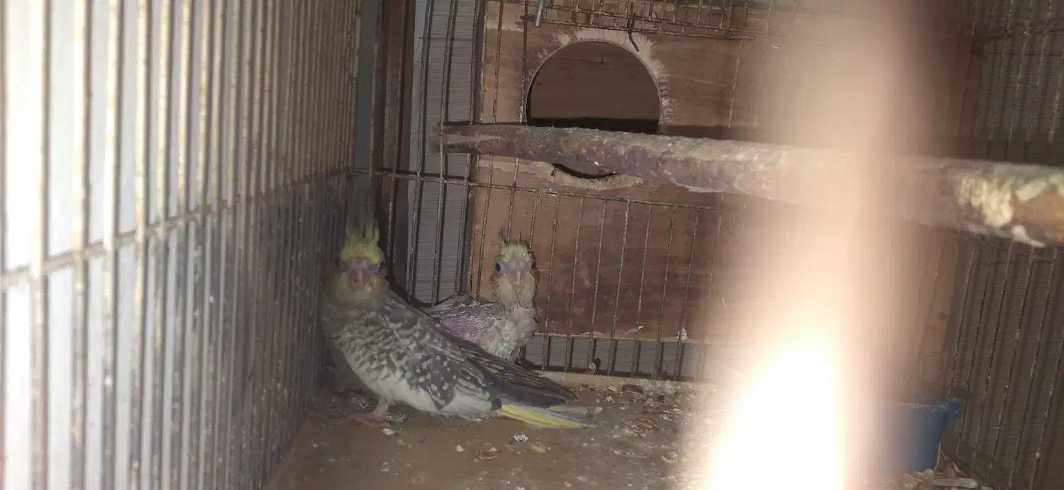 جوجه عروس هلندی|پرنده|بندرعباس, |دیوار