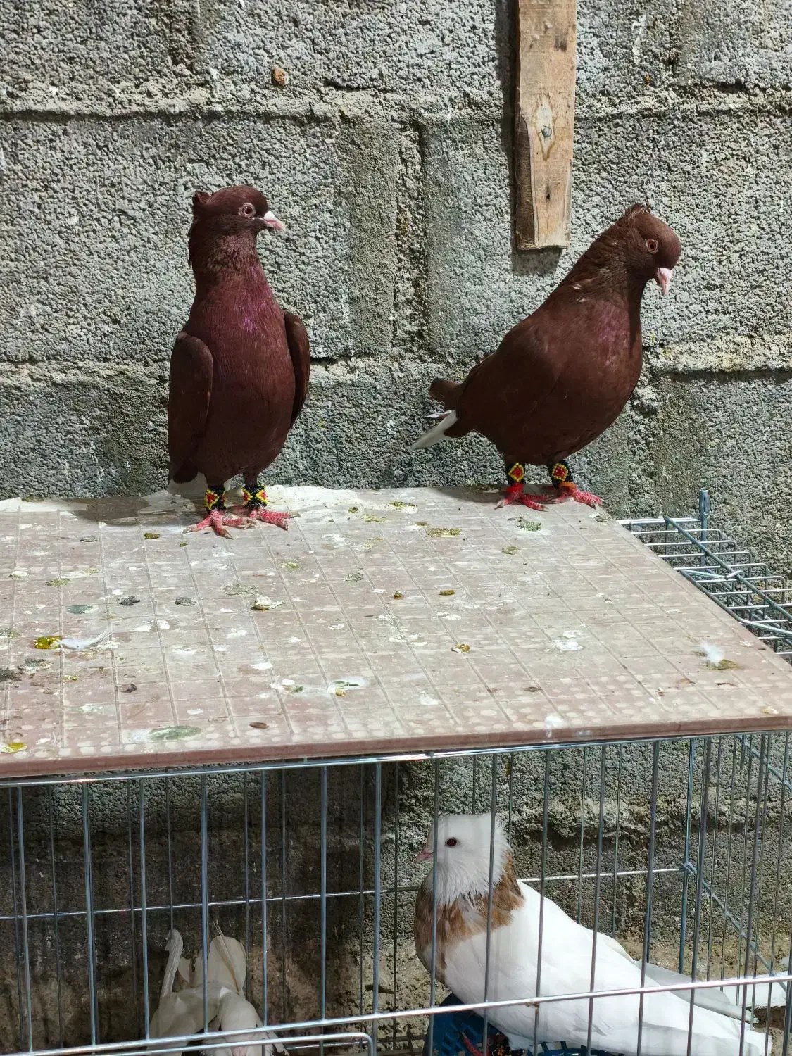 دمسفید|پرنده|اشکنان, |دیوار