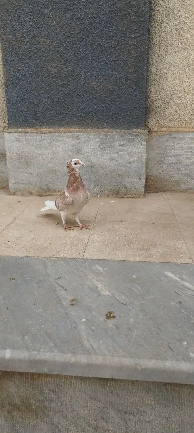 کفتر  آبادان شازده|پرنده|قم, انصار‌الحسین|دیوار