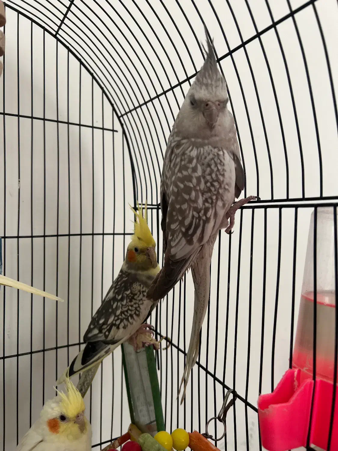 عروس هلندی|پرنده|مشهد, دانشجو|دیوار