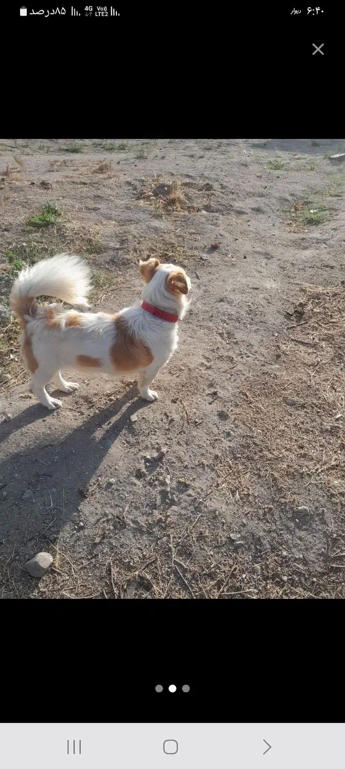 دو سگ پا کوتاه ب فروش میرسد|سگ|مشگین شهر, |دیوار