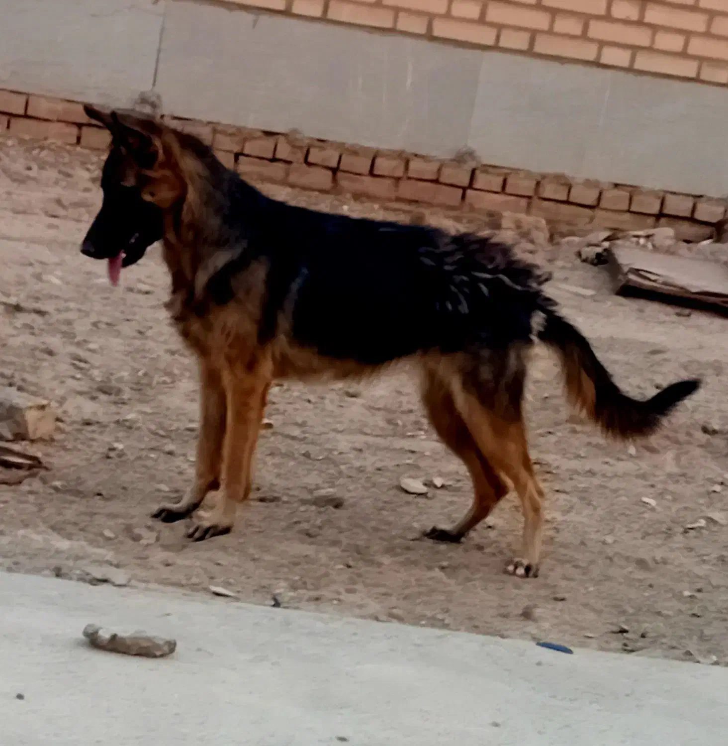 سگژرمناصل|سگ|پیشوا, |دیوار