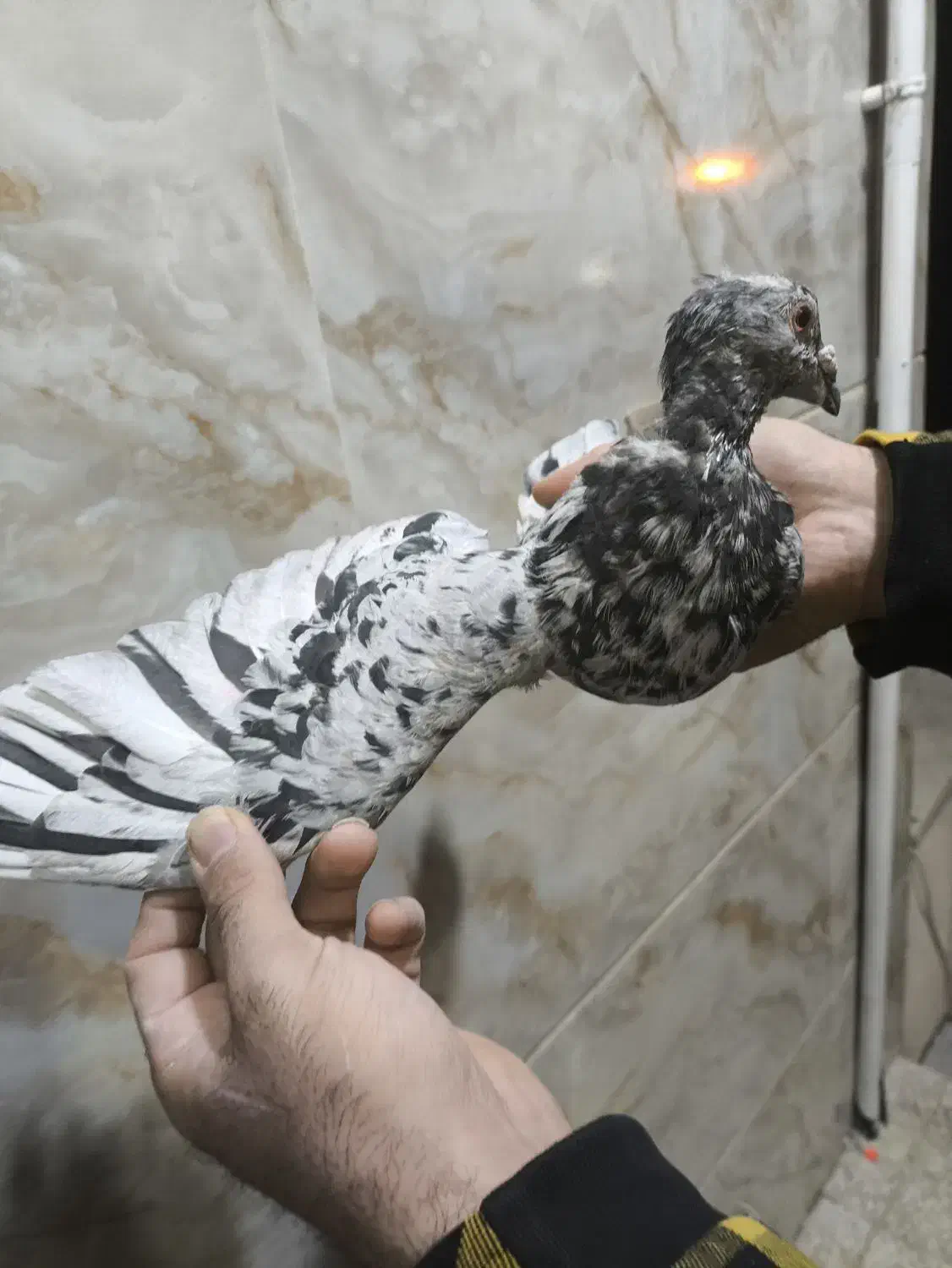 دودی هفرنگ نر|پرنده|بشاریات, |دیوار